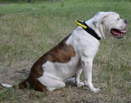 American Bulldog Collar with QUICK RELEASE BUCKLE and Handle